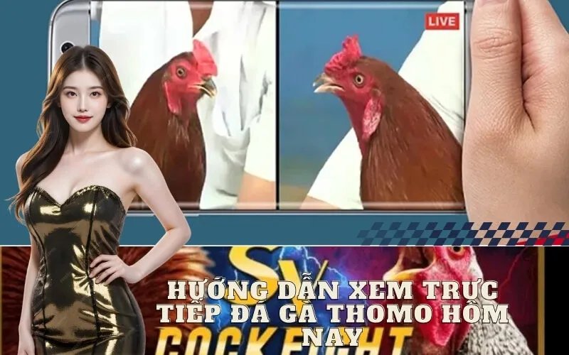 Hướng Dẫn Xem Trực Tiếp Đá Gà Thomo Hôm Nay