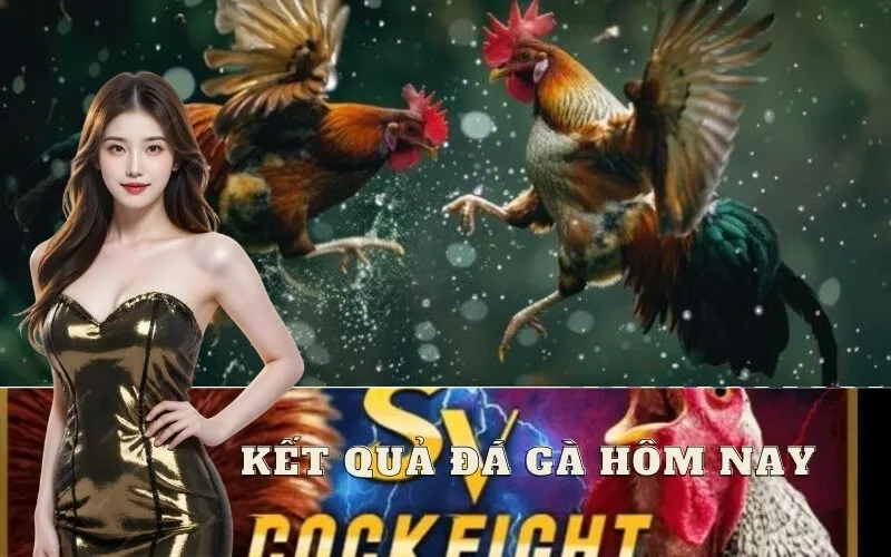 Kết Quả Đá Gà Hôm Nay